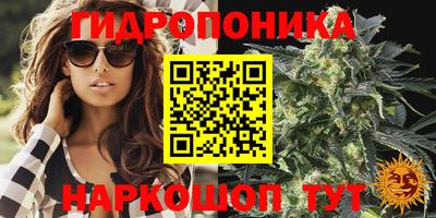 прущие грибы Усть-Джегута