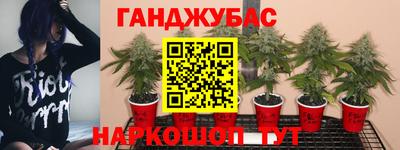 прущие грибы Усть-Джегута