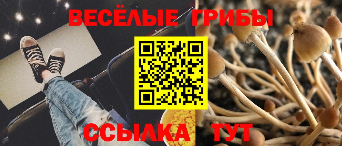 Псилоцибиновые грибы мицелий Минеральные Воды